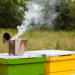 introduction to beekeeping by villacarmenbees