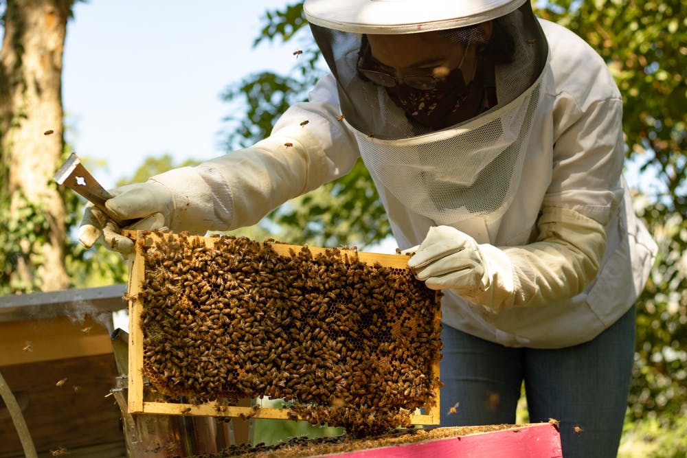 swarm removal malaga