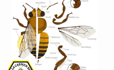 Anatomy  of a Honey Bee