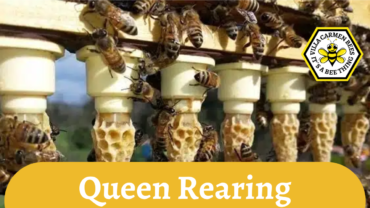 Ban on queen bee imports forces Tasmania’s beekeepers to rear their own Queen Bees