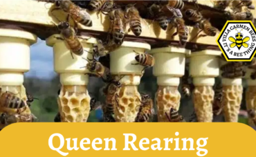 Ban on queen bee imports forces Tasmania’s beekeepers to rear their own Queen Bees