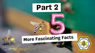 Part 2 – 5 More Fascinating Facts About Honeybees You Didn’t Know #beekeeping #honeybee #shorts