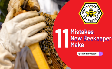 11 Essential Tips for Beginner Beekeeping: Avoiding Common Mistakes