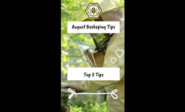 Top 3 Beekeeping Tips for August