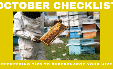 Buzz-Worthy October Beekeeping Tips to Supercharge Your Hive 🍂