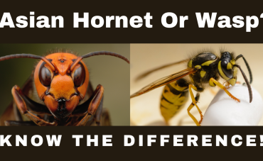 Asian Hornet Or Wasp – Know The Difference