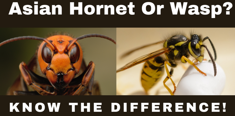 Asian Hornet Or Wasp – Know The Difference