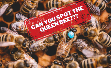 Can you Find The Queen Bee?