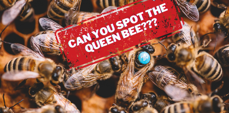 Can you Find The Queen Bee?