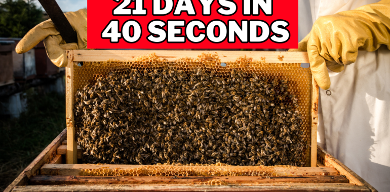 Life Cycle Of A Honey Bee – 21 Days in 40 seconds