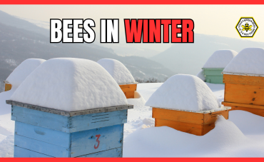 What Happens to Bees In Winter?