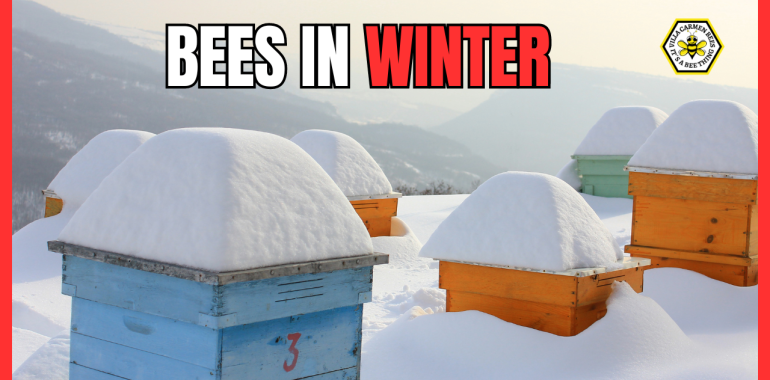 What Happens to Bees In Winter?