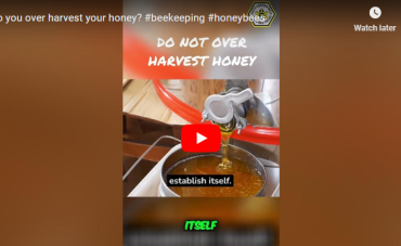 Do you over harvest your honey?