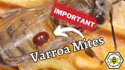 Take Varroa Mites Seriously