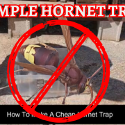 Is this the best Hornet and wasp trap