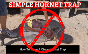 Is this the best Hornet and wasp trap