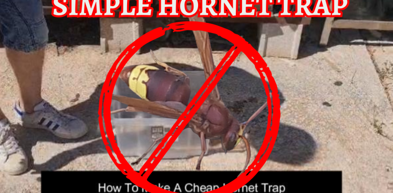 Is this the best Hornet and wasp trap