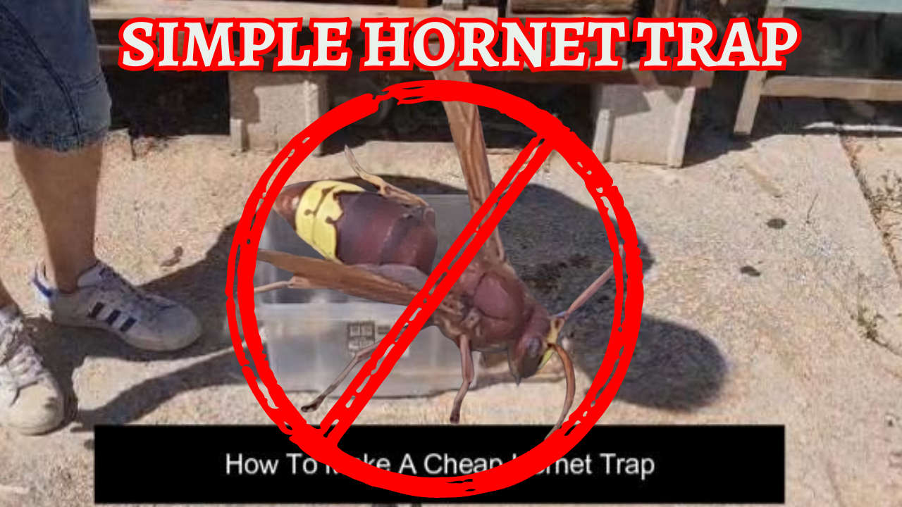 Is this the best Hornet and wasp trap