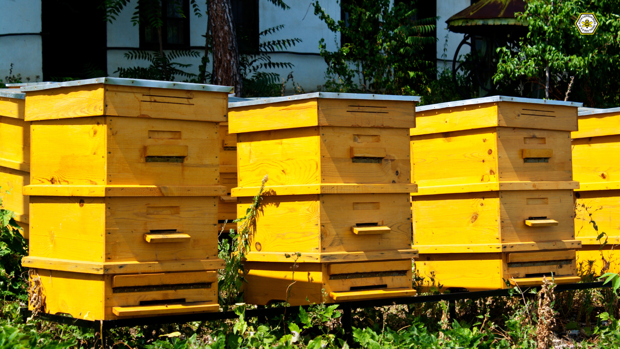 How to Build a Beehive of Your Own