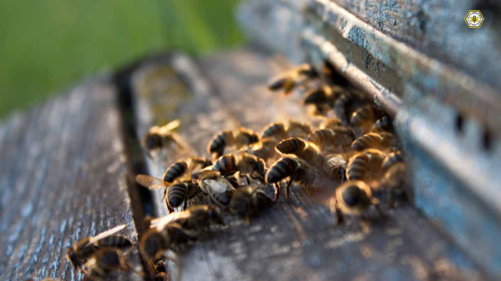 How to Build a Beehive of Your Own to save money