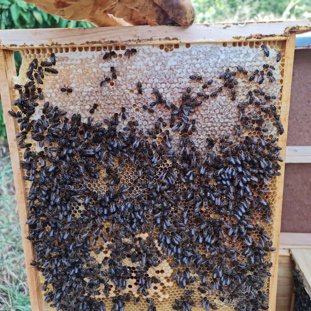 layens hive frame with capped brood capped honey and uncapped brood and honey