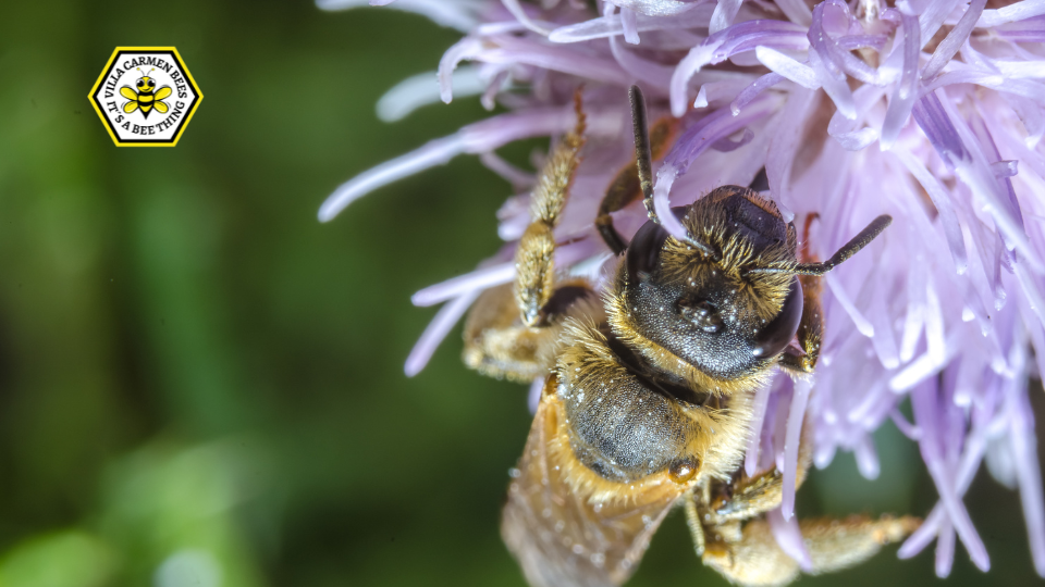 raw honey vs natural honey vs store bought